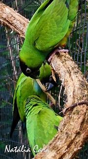 Nanday Parakeet (Aratinga nenday) Taken in August 2015, at Parque das Aves (Bird Park), in Foz do Iguaçu, Brazil. Known as Periquito-de-cabeça-preta, in Portuguese. Aratinga,Brazil,Geotagged,Nanday Parakeet,Nandayus nenday,Psittacidae,Psittaciformes,South America,Winter,bird,parakeet,parrot