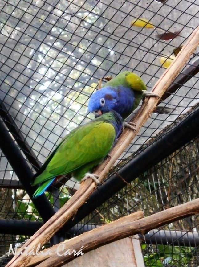 Blue-headed Parrot (Pionus menstruus) Taken in August 2015, at Parque das Aves (Bird Park), in Foz do Igua&ccedil;u, Brazil. Known as Maitaca-de-cabe&ccedil;a-azul, in Portuguese. Blue-headed Parrot,Brazil,Geotagged,Pionus menstruus,Psittacidae,Psittaciformes,South America,Winter,bird,parrot