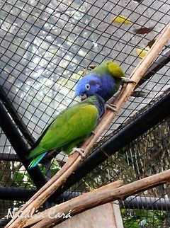 Blue-headed Parrot (Pionus menstruus) Taken in August 2015, at Parque das Aves (Bird Park), in Foz do Iguaçu, Brazil. Known as Maitaca-de-cabeça-azul, in Portuguese. Blue-headed Parrot,Brazil,Geotagged,Pionus menstruus,Psittacidae,Psittaciformes,South America,Winter,bird,parrot