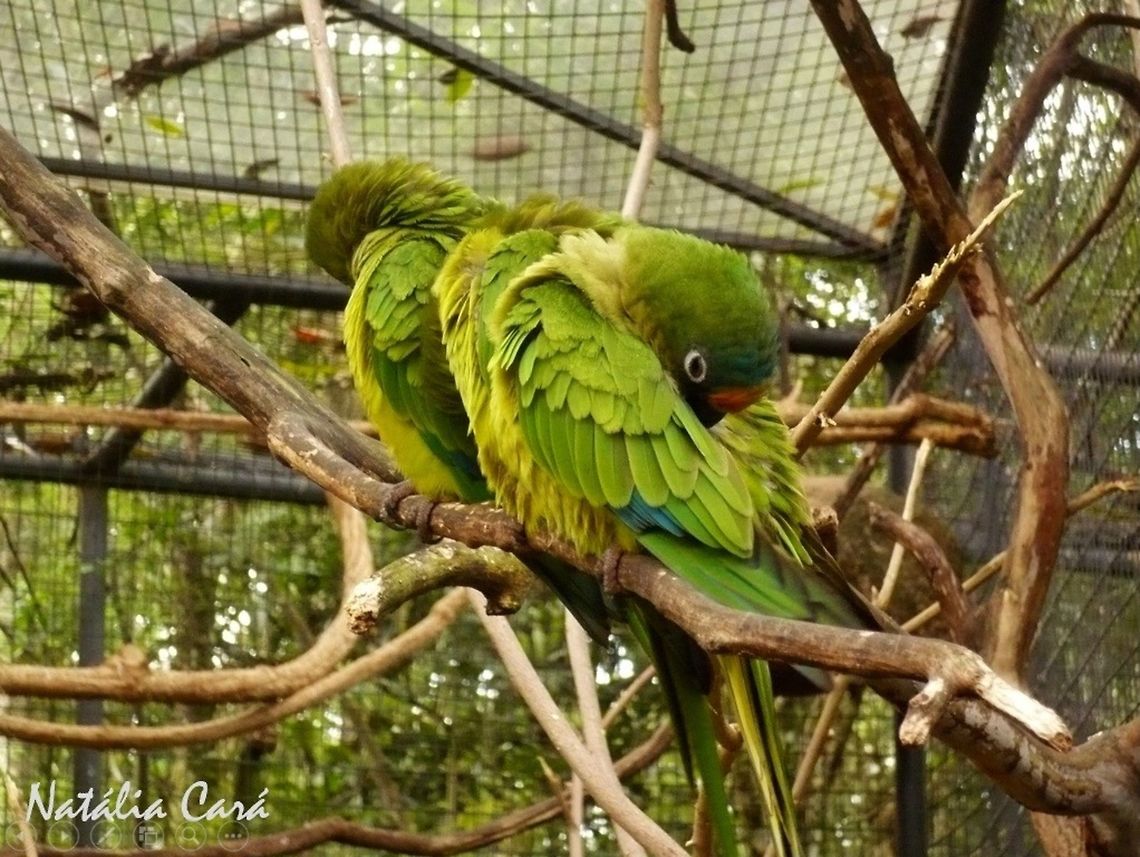 Peach-fronted Parakeet (Eupsittula_aurea) Taken in August 2015, at Parque das Aves (Bird Park), in Foz do Igua&ccedil;u, Brazil. Known as Periquito-rei, in Portuguese. Brazil,Eupsittula,Eupsittula aurea,Geotagged,Peach-fronted Parakeet,Psittacidae,Psittaciformes,South America,Winter,bird,parakeet,parrot