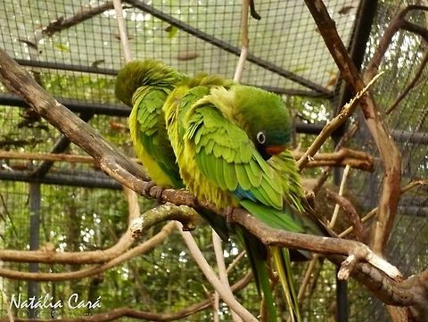 Peach-fronted Parakeet (Eupsittula_aurea) Taken in August 2015, at Parque das Aves (Bird Park), in Foz do Iguaçu, Brazil. Known as Periquito-rei, in Portuguese. Brazil,Eupsittula,Eupsittula aurea,Geotagged,Peach-fronted Parakeet,Psittacidae,Psittaciformes,South America,Winter,bird,parakeet,parrot