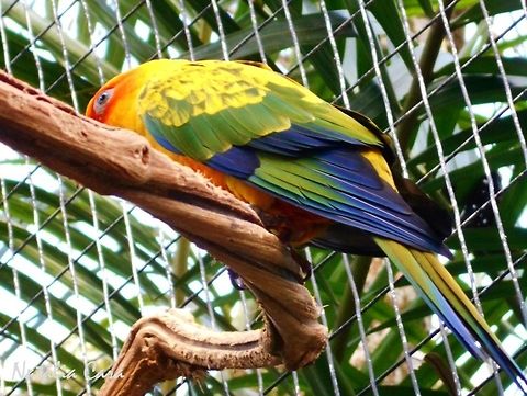 Sun Parakeet (Aratinga solstitialis) Taken in August 2015, at Parque das Aves (Bird Park), in Foz do Igua&ccedil;u, Brazil. Known as Jandaia-amarela, in Portuguese. Aratinga,Aratinga solstitialis,Brazil,Geotagged,Psittacidae,Psittasiformes,South America,Sun parakeet,Winter,bird,parakeet,parrot