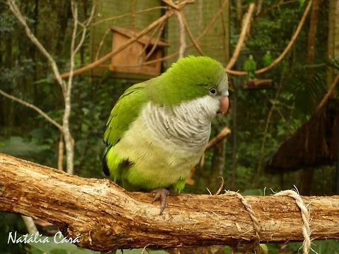 Monk Parakeet (Myiopsitta monachus) Taken in August 2015, at Parque das Aves (Bird Park), in Foz do Iguaçu, Brazil. Known as Caturrita, in Portuguese. Brazil,Geotagged,Monk Parakeet,Myiopsitta,Myiopsitta monachus,Psittacidae,Psittaciformes,South America,Winter,bird,parakeet,parrot