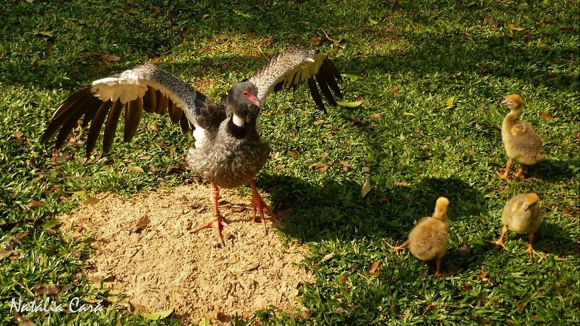 Southern Screamer (Chauna torquata) Taken in August 2015, at Parque das Aves (Bird Park), in Foz do Igua&ccedil;u, Brazil. Known as Tach&atilde;, in Portuguese. Anhimidae,Anseriformes,Brazil,Chauna,Chauna torquata,Geotagged,South America,Southern Screamer,Winter,bird,chiks,screamer