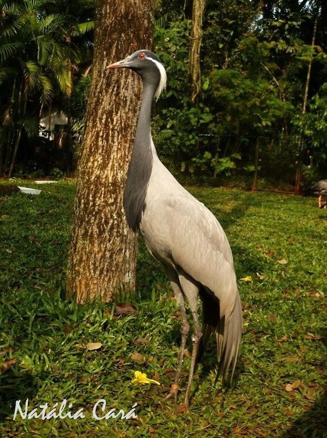 Demoiselle Crane (Anthropoides virgo) Taken in August 2015, at Parque das Aves (Bird Park), in Foz do Igua&ccedil;u, Brazil. Known as Grou-demoiselle, in Portuguese. Anthropoides,Anthropoides virgo,Brazil,Demoiselle Crane,Geotagged,Gruidae,Gruiformes,South America,Winter,bird,crane