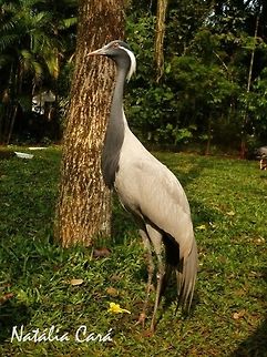 Demoiselle Crane (Anthropoides virgo) Taken in August 2015, at Parque das Aves (Bird Park), in Foz do Igua&ccedil;u, Brazil. Known as Grou-demoiselle, in Portuguese. Anthropoides,Anthropoides virgo,Brazil,Demoiselle Crane,Geotagged,Gruidae,Gruiformes,South America,Winter,bird,crane