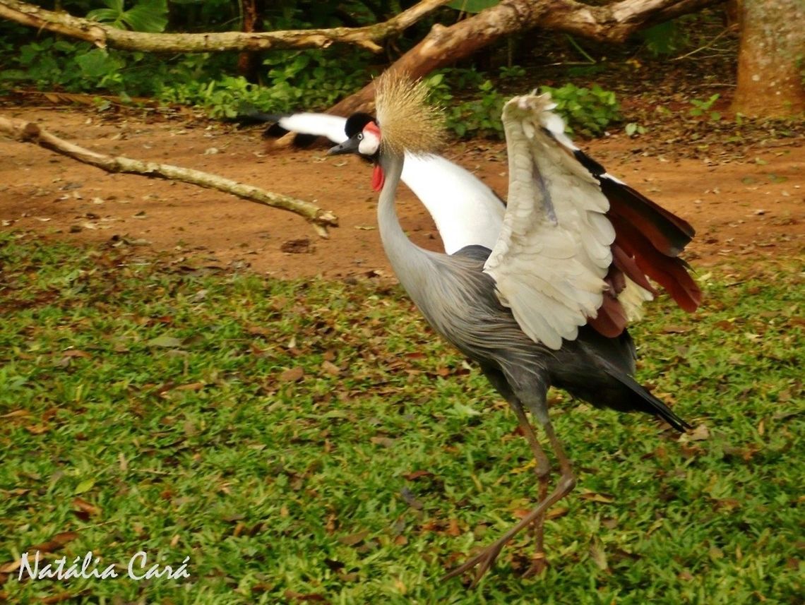 Grey Crowned Crane (Balearica regulorum) Taken in August 2015, at Parque das Aves (Bird Park), in Foz do Igua&ccedil;u, Brazil. Known as Grou-coroado-africano, in Portuguese. Balearica,Balearica regulorum,Brazil,Geotagged,Grey crowned crane,Gruidae,Gruiformes,South America,Winter,bird,crane