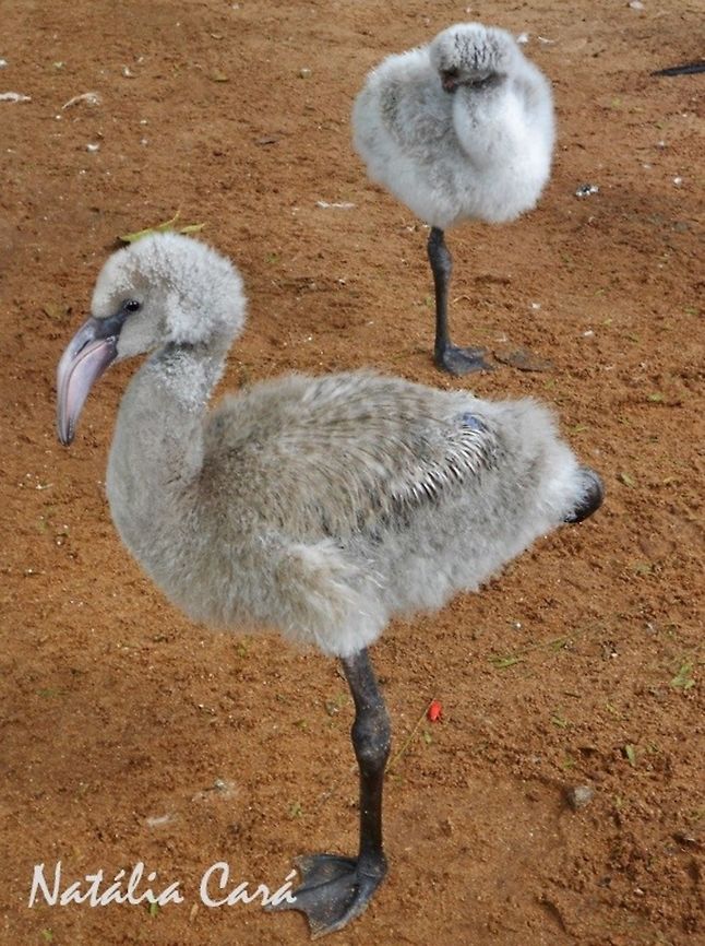 Chilean Flamingo Chicks (Phoenicopterus chilensis) Taken in August 2015, at Parque das Aves (Bird Park), in Foz do Igua&ccedil;u, Brazil. Known as Flamingo-chileno, in Portuguese. Brazil,Chilean flamingo,Geotagged,Phoenicopteridae,Phoenicopteriformes,Phoenicopterus,Phoenicopterus chilensis,South America,Winter,bird,chicks,flamingo