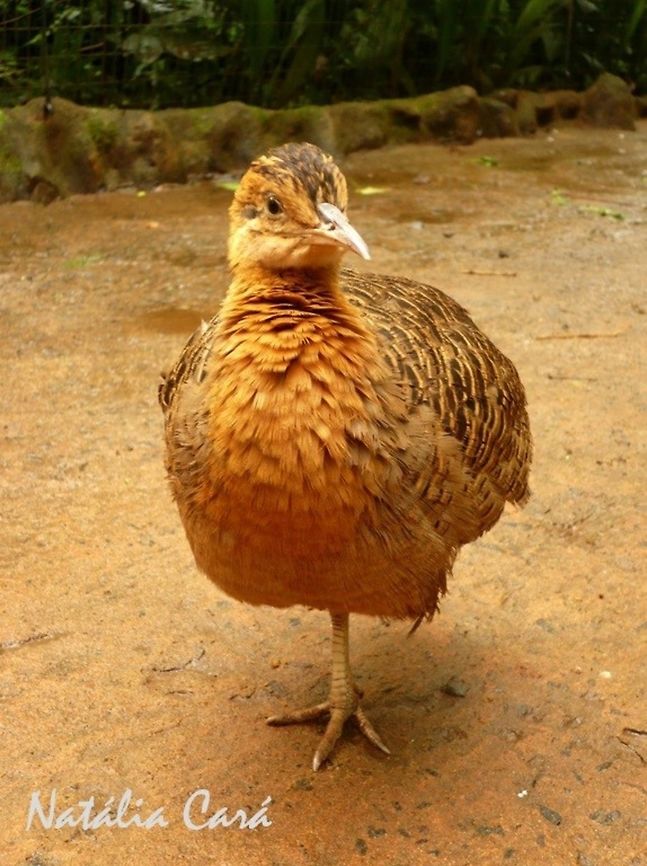 Red-winged Tinamou (Rhynchotus rufescens) Taken in August 2015, at Parque das Aves (Bird Park), in Foz do Igua&ccedil;u, Brazil. Known as Perdiz, in Portuguese. Brazil,Geotagged,Red-winged tinamou,Rhynchotus,Rhynchotus rufescens,South America,Tinamidae,Tinamiformes,Winter,bird,tinamou