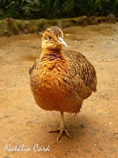 Red-winged Tinamou (Rhynchotus rufescens) Taken in August 2015, at Parque das Aves (Bird Park), in Foz do Iguaçu, Brazil. Known as Perdiz, in Portuguese. Brazil,Geotagged,Red-winged tinamou,Rhynchotus,Rhynchotus rufescens,South America,Tinamidae,Tinamiformes,Winter,bird,tinamou