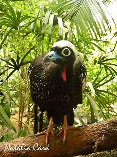 Black-fronted Piping-guan (Aburria jacutinga) Taken in August 2015, at Parque das Aves (Bird Park), in Foz do Igua&ccedil;u, Brazil. Known as Jacutinga, in Portuguese. Aburria,Aburria jacutinga,Black-fronted piping guan,Brazil,Cracidae,Galliformes,Geotagged,Pipile jacutinga,South America,Winter,bird,guan