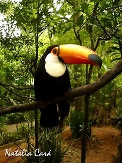 Toco-toucan (Ramphastos toco) Taken in August 2015, at Parque das Aves (Bird Park), in Foz do Iguaçu, Brazil. Known as Tucano-toco, in Portuguese. Brazil,Geotagged,Piciformes,Ramphastidae,Ramphastos toco,South America,Toco,Toco toucan,Winter,bird,toucan