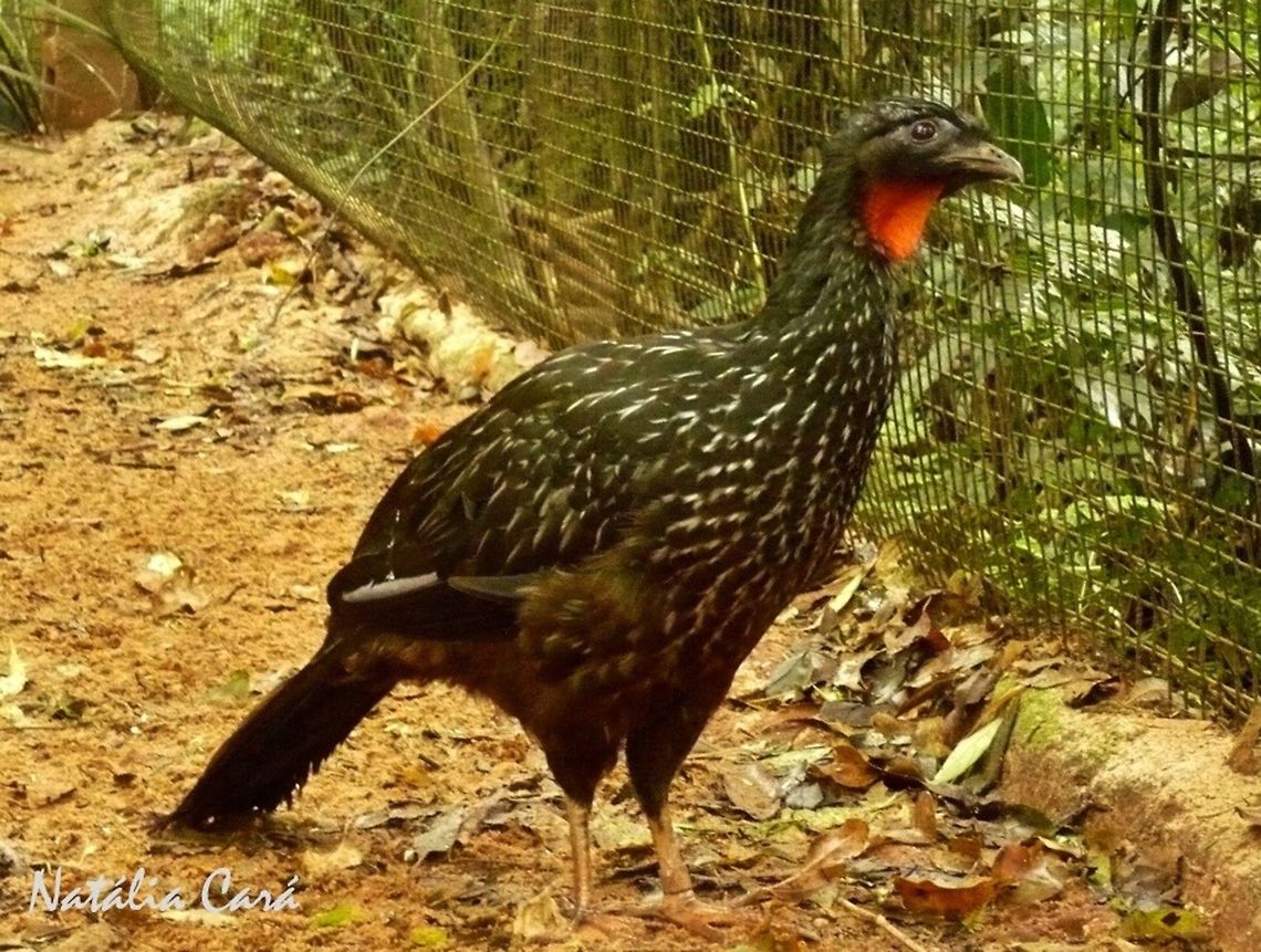 Dusky-legged Guan (Penelope obscura) Taken in August 2015, at Parque das Aves (Bird Park), in Foz do Igua&ccedil;u, Brazil. Known as Jacua&ccedil;u, in Portuguese. Brazil,Cracidae,Dusky-legged guan,Galliformes,Geotagged,Penelope,Penelope obscura,South America,Winter,bird,guan