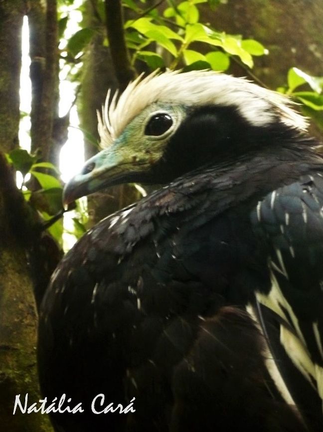 Blue-throated Piping-guan (Aburria cumanensis) Taken in August 2015, at Parque das Aves (Bird Park), in Foz do Igua&ccedil;u, Brazil. Known as Cujubi, in Portuguese. Blue-throated piping guan,Brazil,Cracidae,Galliformes,Geotagged,Pipile,Pipile cumanensis,South America,Winter,bird,guan