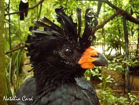 Red-billed Curassow (Crax blumenbachii) Taken in August 2015, at Parque das Aves (Bird Park), in Foz do Iguaçu, Brazil. Known as Mutum-do-sudeste, in Portuguese. Brazil,Cracidae,Crax,Crax blumenbachii,Curassow,Galliformes,Geotagged,Red-knobbed Curassow,South America,Winter,bird