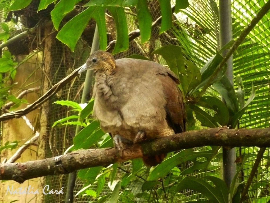 Solitary Tinamou (Tinamus solitarius) Taken in August 2015, at Parque das Aves (Bird Park), in Foz do Igua&ccedil;u, Brazil. Known as Macuco, in Portuguese. Brazil,Geotagged,Solitary tinamou,South America,Tinamidae,Tinamiformes,Tinamus,Tinamus solitarius,Winter,bird,tinamou