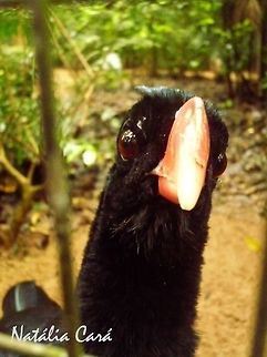 Razor-billed Curassow (Pauxi tuberosa) Taken in August 2015, at Parque das Aves (Bird Park), in Foz do Igua&ccedil;u, Brazil. Known as Mutum-cavalo, in Portuguese. Brazil,Cracidae,Galliformes,Geotagged,Mitu tuberosum,Pauxi tuberosa,Razor-billed Curassow,South America,Winter,bird,curassow