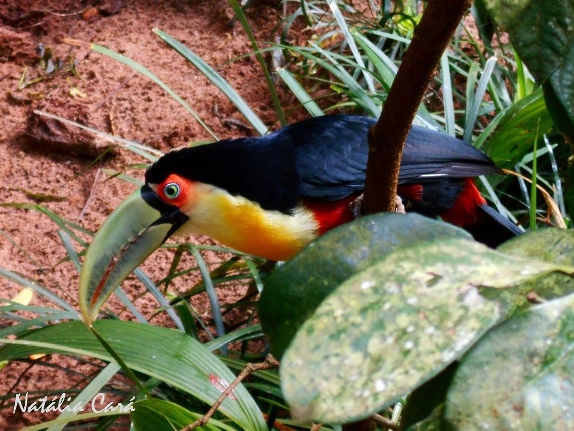 Red-breasted Toucan (Rhamphastos dicolorus) Taken in August 2015, at Parque das Aves (Bird Park), in Foz do Igua&ccedil;u, Brazil. Known as Tucano-de-bico-verde, in Portuguese. Brazil,Geotagged,Green-billed Toucan,Green-billed toucan,Piciformes,Ramphastos dicolorus,Red-breasted Toucan,Rhamphastidae,Rhamphastos,South America,Winter,bird,toucan
