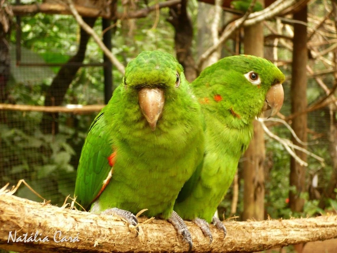 White-eyed Parakeet (Psittacara leocuphthalma) Taken in August 2015, at Parque das Aves (Bird Park), in Foz do Igua&ccedil;u, Brazil. Known as Perequit&atilde;o-maracan&atilde;, in Portuguese. Brazil,Geotagged,Psittacara,Psittacara leucophthalma,Psittacidae,Psittaciformes,South America,Winter,bird,parakeet,white-eyed parakeet