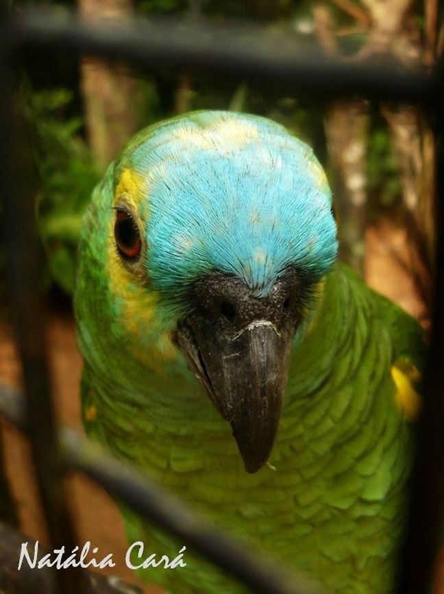 Blue-fronted Amazon (Amazona aestiva) Taken in August 2015, at Parque das Aves (Bird Park), in Foz do Igua&ccedil;u, Brazil. Known as Papagaio-verdadeiro, in Portuguese. Amazona,Amazona aestiva,Blue-fronted Amazon,Brazil,Geotagged,Psittacidae,Psittaciformes,South America,Winter,amazon,bird,parrot