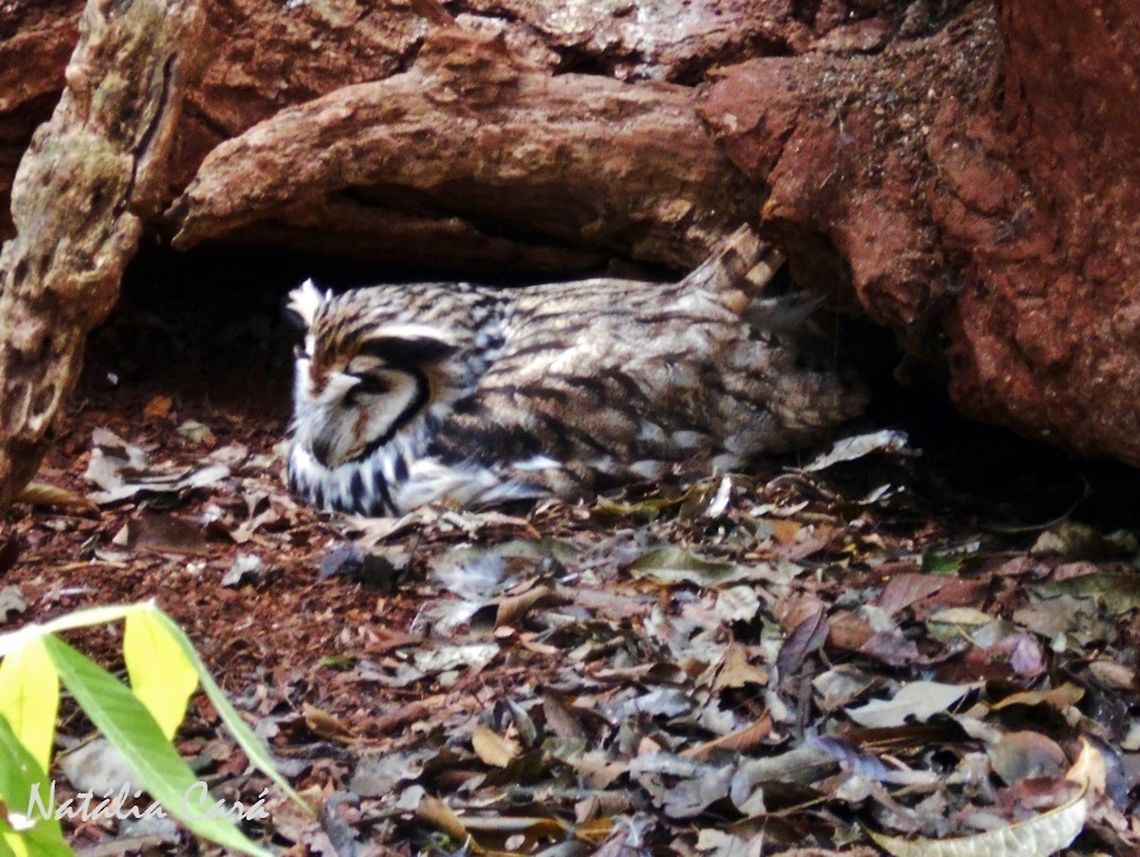 Striped Owl (Asio clamator) Taken in August 2015, at Parque das Aves (Bird Park), in Foz do Igua&ccedil;u, Brazil. Known as Coruja-orelhuda, in Portuguese. Asio,Asio clamator,Brazil,Geotagged,Pseudoscops clamator,South America,Strigidae,Strigiformes,Striped owl,Winter,bird,birds of prey,owl,raptor