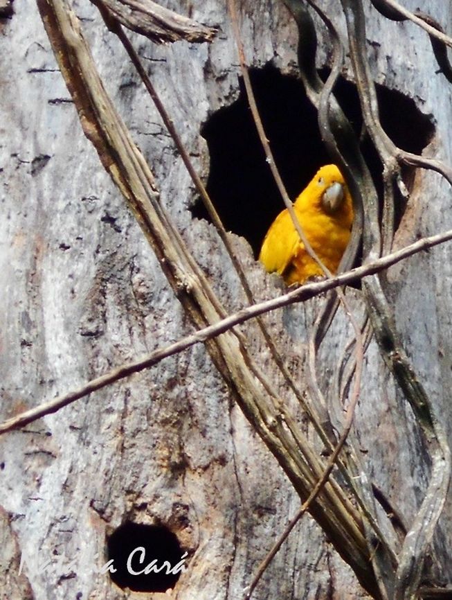 Golden Parakeet (Guaruba guarouba) Taken in August 2015, at Parque das Aves (Bird Park), in Foz do Igua&ccedil;u, Brazil. Known as Ararajuba, in Portuguese. Brazil,Geotagged,Golden conure,Golden parakeet,Guaruba,Guaruba guarouba,Psittacidae,Psittaciformes,Winter,parakeet
