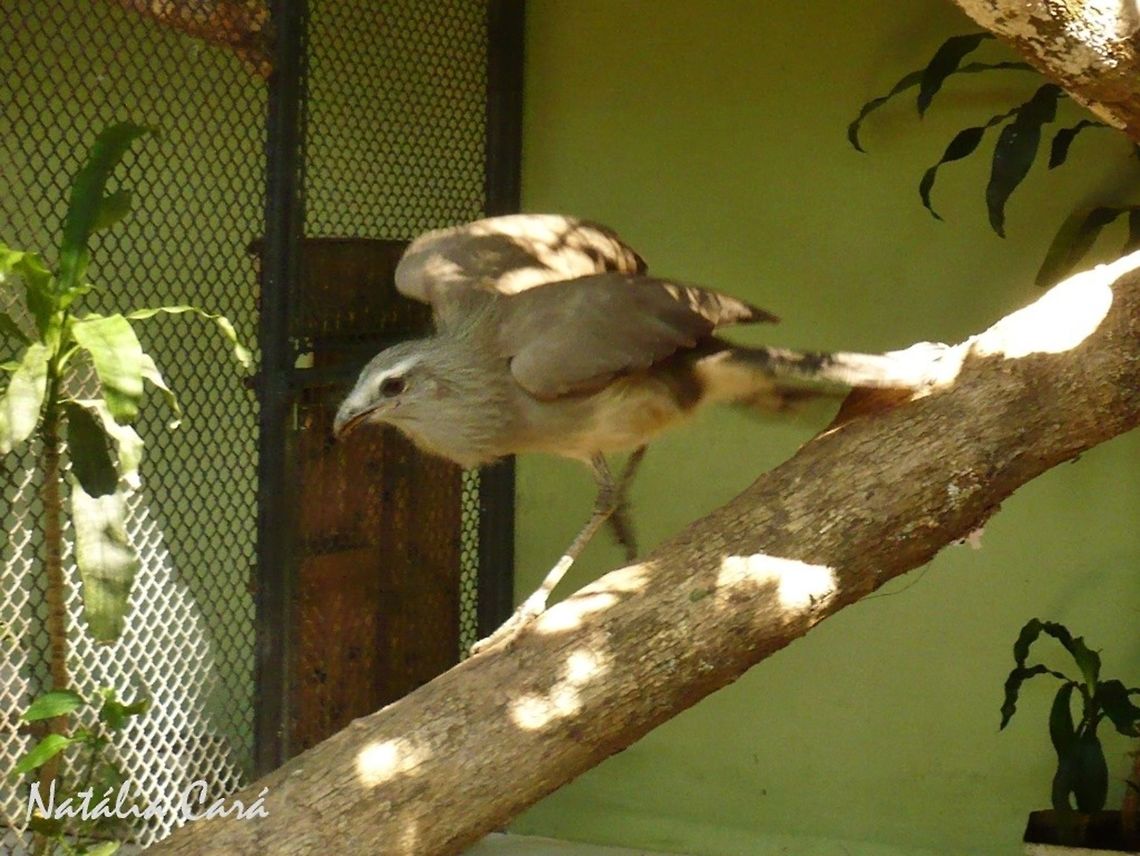 Black-legged Seriema (Chunga burmeisteri) Taken in July 2015, at the S&atilde;o Paulo Zoo, in Brazil. Known as Seriema-da-perna-preta, in Portuguese. Black-legged seriema,Brazil,Cariamidae,Cariamiformes,Chunga,Chunga burmeisteri,Geotagged,South America,Winter,bird,seriema,zoo