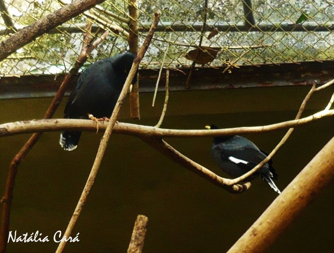 Crested Myna (Acridotheres cristatellus) Taken in July 2015, at the S&atilde;o Paulo Zoo, in Brazil. Known as Main&aacute;-de-crista, in Portuguese. Acridotheres,Acridotheres cristatellus,Brazil,Crested myna,Geotagged,Passeriformes,South America,Sturnidae,Winter,bird,myna,zoo