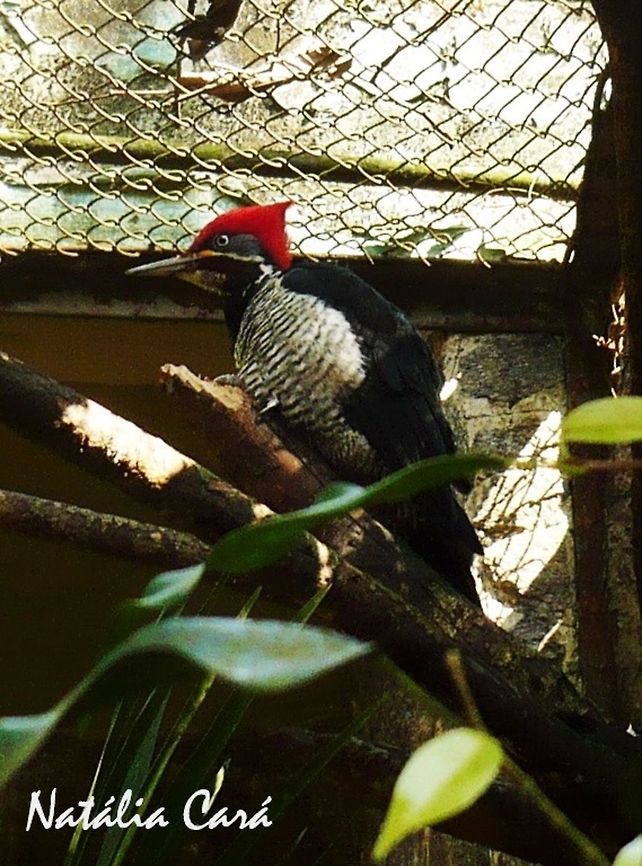Lineated Woodpecker (Dryocopus lineatus) Taken in July 2015, at the S&atilde;o Paulo Zoo, in Brazil. Known as Pica-pau-de-cabe&ccedil;a-vermelha, in Portuguese. Brazil,Dryocopus,Dryocopus lineatus,Geotagged,Lineated woodpecker,Picidae,Piciformes,South America,Winter,bird,woodpecker,zoo