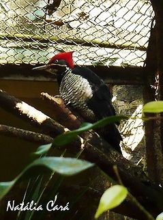 Lineated Woodpecker (Dryocopus lineatus) Taken in July 2015, at the S&atilde;o Paulo Zoo, in Brazil. Known as Pica-pau-de-cabe&ccedil;a-vermelha, in Portuguese. Brazil,Dryocopus,Dryocopus lineatus,Geotagged,Lineated woodpecker,Picidae,Piciformes,South America,Winter,bird,woodpecker,zoo