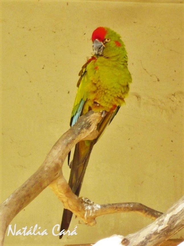 Red-fronted Macaw (Ara rubrogenys) Taken in July 2015, at the S&atilde;o Paulo Zoo, in Brazil. Known as Arara-da-Bol&iacute;via, in Portuguese. Ara,Ara rubrogenys,Brazil,Geotagged,Psittacidae,Psittaciformes,Red-fronted macaw,South America,Winter,bird,macaw,zoo
