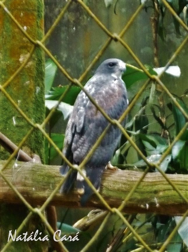 White-tailed Hawk (Geranoaetus albicaudatus) Taken in July 2015, at the S&atilde;o Paulo Zoo, in Brazil. Known as Gavi&atilde;o-de-rabo-branco, in Portuguese. Accipitridae,Accipitriformes,Brazil,Geotagged,Geranoaetus,Geranoaetus albicaudatus,South America,White-tailed hawk,Winter,bird,birds of prey,hawk,raptor,zoo