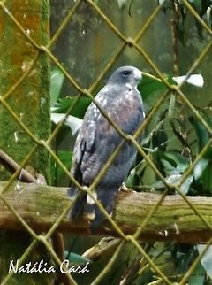 White-tailed Hawk (Geranoaetus albicaudatus) Taken in July 2015, at the São Paulo Zoo, in Brazil. Known as Gavião-de-rabo-branco, in Portuguese. Accipitridae,Accipitriformes,Brazil,Geotagged,Geranoaetus,Geranoaetus albicaudatus,South America,White-tailed hawk,Winter,bird,birds of prey,hawk,raptor,zoo