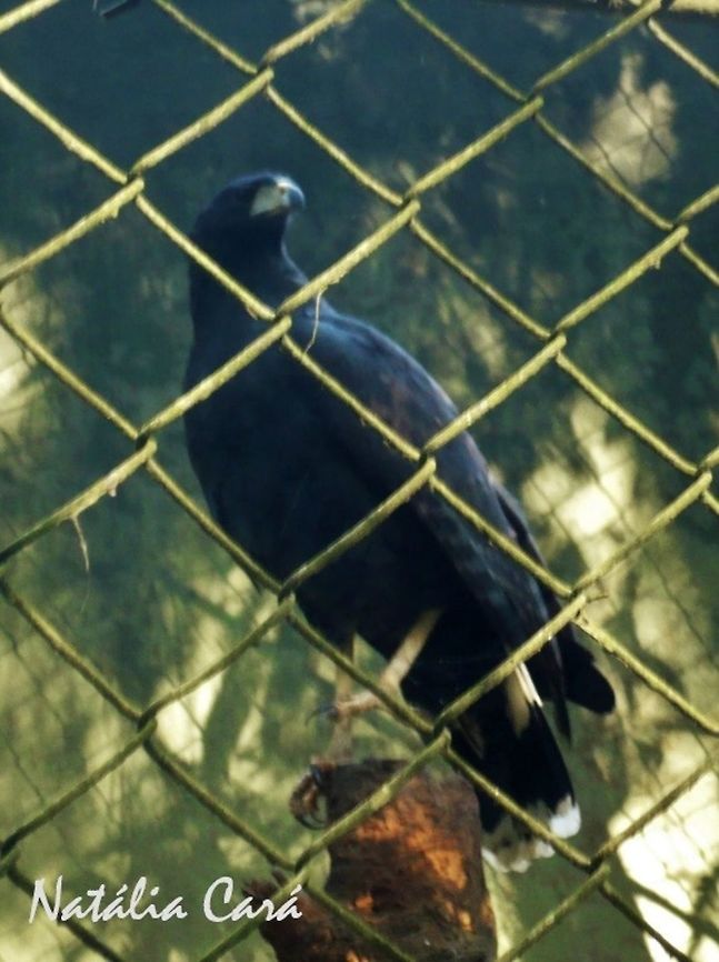 Great Black Hawk (Buteogallus urubitinga) Taken in July 2015, at the S&atilde;o Paulo Zoo, in Brazil. Known as Gavi&atilde;o-preto, in Portuguese. Accipitridae,Accipitriformes,Brazil,Buteogallus,Buteogallus urubitinga,Geotagged,Great black hawk,South America,Winter,bird,birds of prey,hawk,raptor,zoo