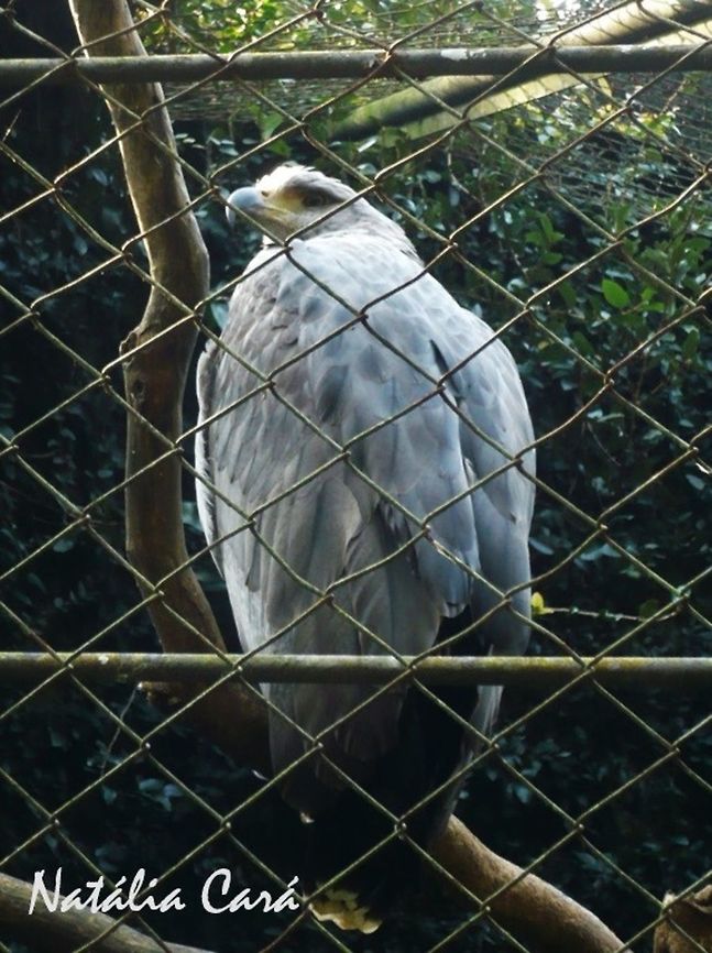 Crowned Solitary Eagle (Harpyhaliaetus coronatus) Taken in July 2015, at the S&atilde;o Paulo Zoo, in Brazil. Known as &Aacute;guia-cinzenta, in Portuguese. Accipitridae,Accipitriformes,Brazil,Buteogallus coronatus,Chaco eagle,Geotagged,Harpyhaliaetus coronatus,South America,Winter,bird,birds of prey,eagle,raptor,zoo