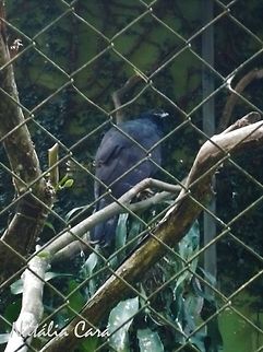 Black Hawk-Eagle (Spizaetus tyrannus) Taken in July 2015, at the S&atilde;o Paulo Zoo, in Brazil. Known as Gavi&atilde;o-pega-macaco, in Portuguese. Accipitridae,Accipitriformes,Black hawk-eagle,Brazil,Geotagged,South America,Spizaetus,Spizaetus tyrannus,Winter,bird,birds of prey,hawk-eagle,raptor,zoo