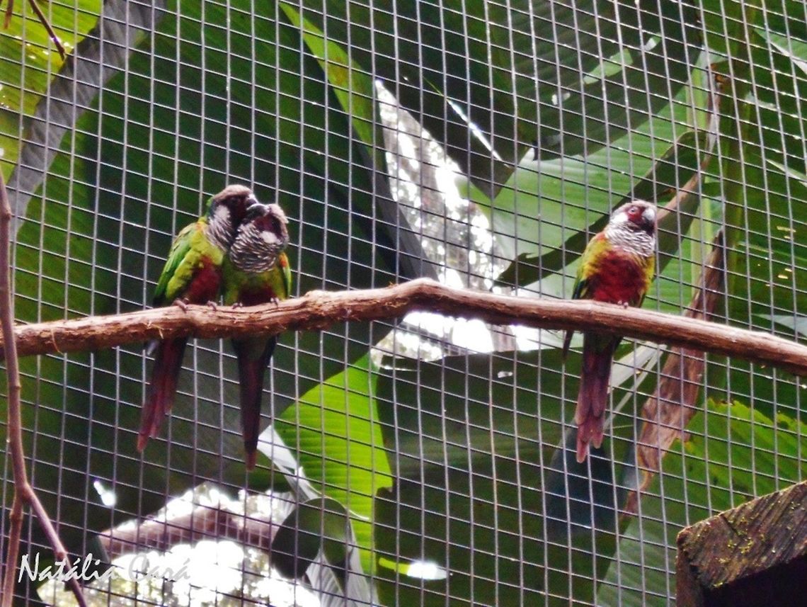 White-eared Parakeet (Pyrrhura leucotis) Taken in August 2015, at Parque das Aves (Bird Park), in Foz do Igua&ccedil;u, Brazil. Known as Tiriba-de-orelha-branca, in Portuguese. Brazil,Geotagged,Psittacidae,Psittaciformes,Pyrrhura leucotis,South America,White-eared parakeet,Winter,bird,parakeet,parrot