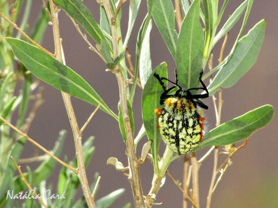 Brush Jewel Beetle (Julodis sp.) Taken in February 2016, in Southern Namibia. Geotagged,Namibia,Winter,arthropod,beetle,desert,insects