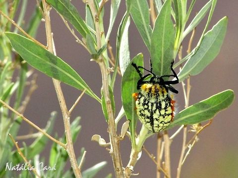 Brush Jewel Beetle (Julodis sp.) Taken in February 2016, in Southern Namibia. Geotagged,Namibia,Winter,arthropod,beetle,desert,insects