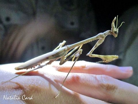Cone-headed Mantid (Hemiempusa capensis) Taken in January 2015, in Southern Namibia. Cone-headed Mantid,Geotagged,Hemiempusa capensis,Namibia,Winter