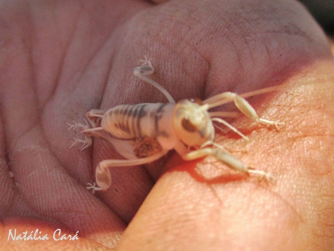 Dune Cricket (Comicus sp.) Taken in January 2015, in Southern Namibia. Geotagged,Namibia,Winter