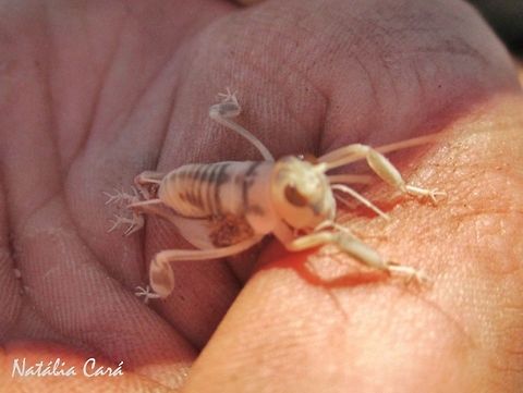 Dune Cricket (Comicus sp.) Taken in January 2015, in Southern Namibia. Geotagged,Namibia,Winter
