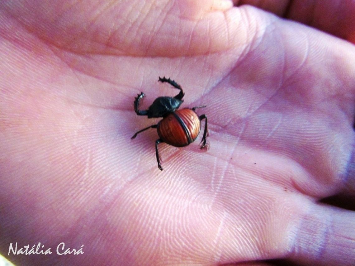 Flightless Orange Dung Beetle (Scarabaeus denticolle) Taken in February 2016, in Southern Namibia. Geotagged,Namibia,Scarabaeus denticollis,Winter