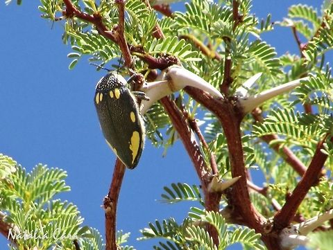 Giant Jewel Beetle (Sternocera orissa) Taken in February 2016, in Southern Namibia. Geotagged,Namibia,Sternocera orissa,Summer