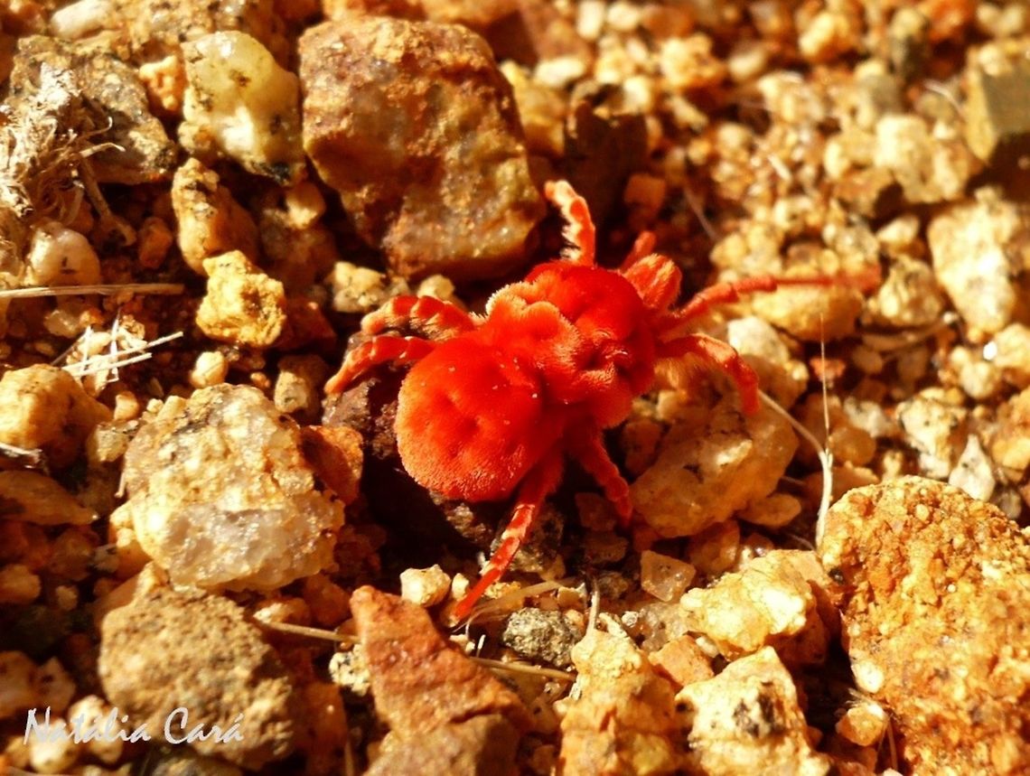 Giant Red Velvet Mite (Dinothrombium sp) Taken in January 2015, in Southern Namibia. Geotagged,Namibia,Winter