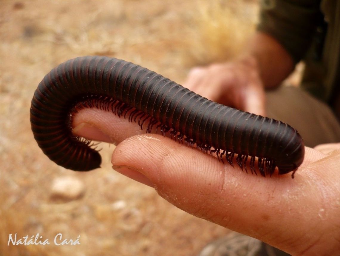 Millipede (Harpagophora diplocrada) Taken in January 2015, in Southern Namibia. Archispirostreptus gigas,Geotagged,Giant African millipede,Harpagophora diplocrada,Namibia,Summer