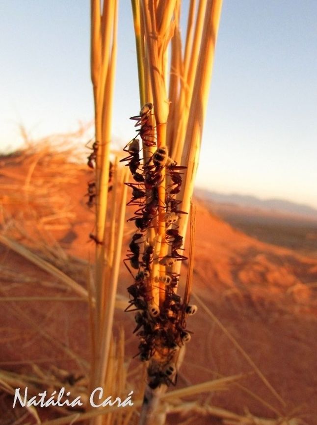 Namib Desert Dune Ant (Camponotus detritus) Taken in February 2016, in Southern Namibia. Africa,Camponotus detritus,Geotagged,Namib Desert dune ant,Namibia,Southern Africa,Summer,ant,arthropod,desert,insects