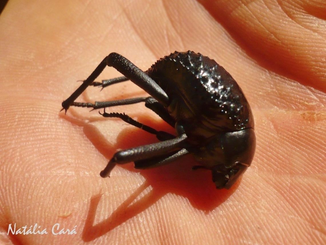 Toktokkie (Physosterna cribripes) Taken in February 2015, in Southern Namibia. Geotagged,Namibia,Physosterna cribripes,Summer,arthropod,beetle,desert,insects