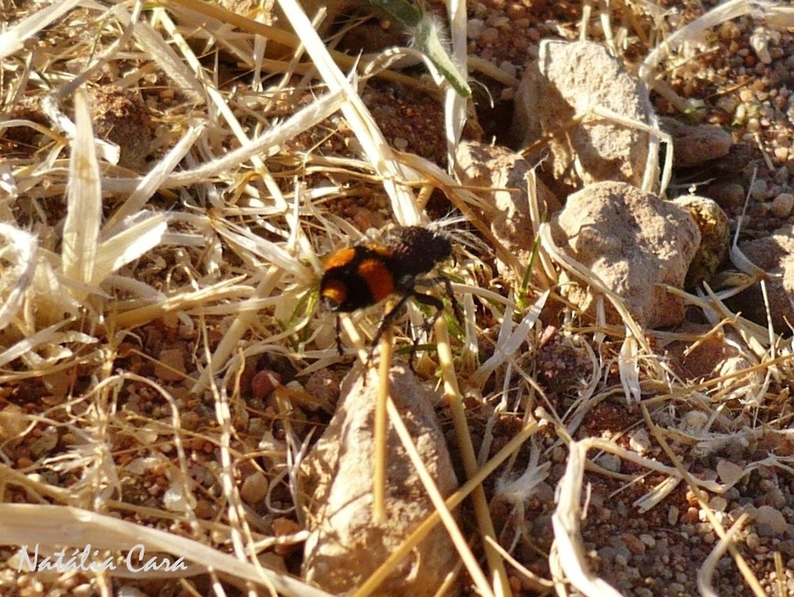 Velvet Ant (Dasylabris merope) Taken in February 2015, in Southern Namibia. Africa,Geotagged,Namibia,Southern Africa,Summer,ant,arthropod,desert,insects