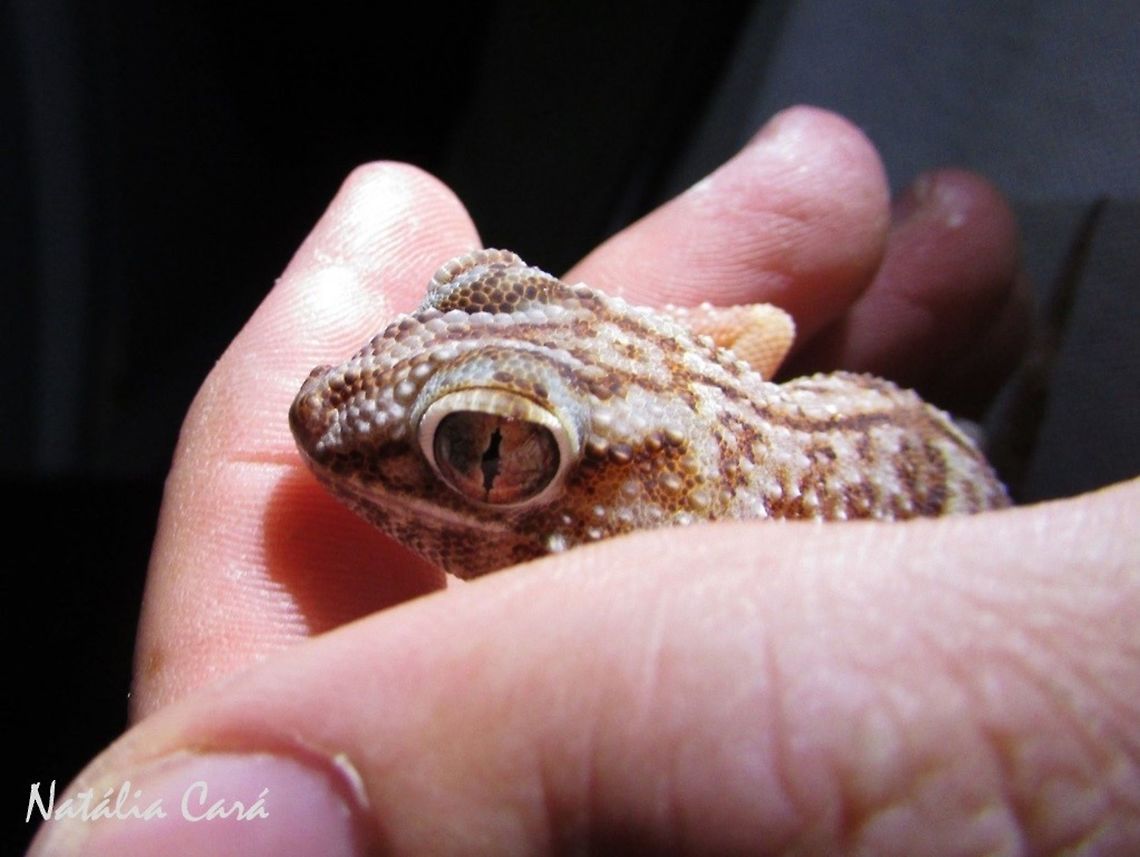 Common Giant Ground Gecko (Chondrodactylus angulifer angulifer) Taken in January 2016, in Southern Namibia. Africa,Chondrodactylus angulifer angulifer,Geotagged,Namibia,Southern Africa,Summer,desert,gecko,ground gecko,lizard,reptile